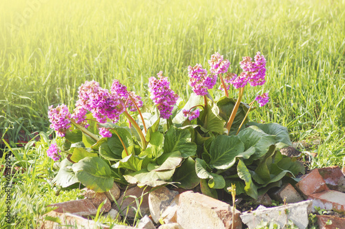 Fotografi Spring bergenia cordifolia or Elephant ears in sunlight