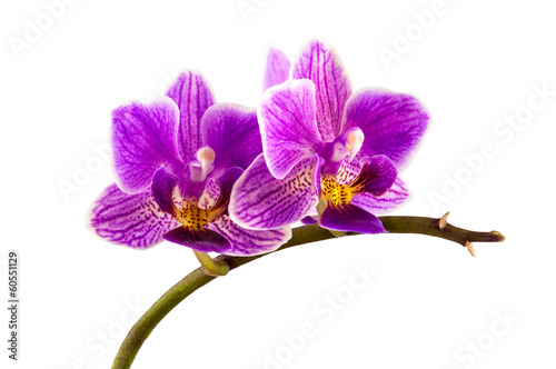 Fototapeta Naklejka Na Ścianę i Meble -  Violet streaked orchid flower