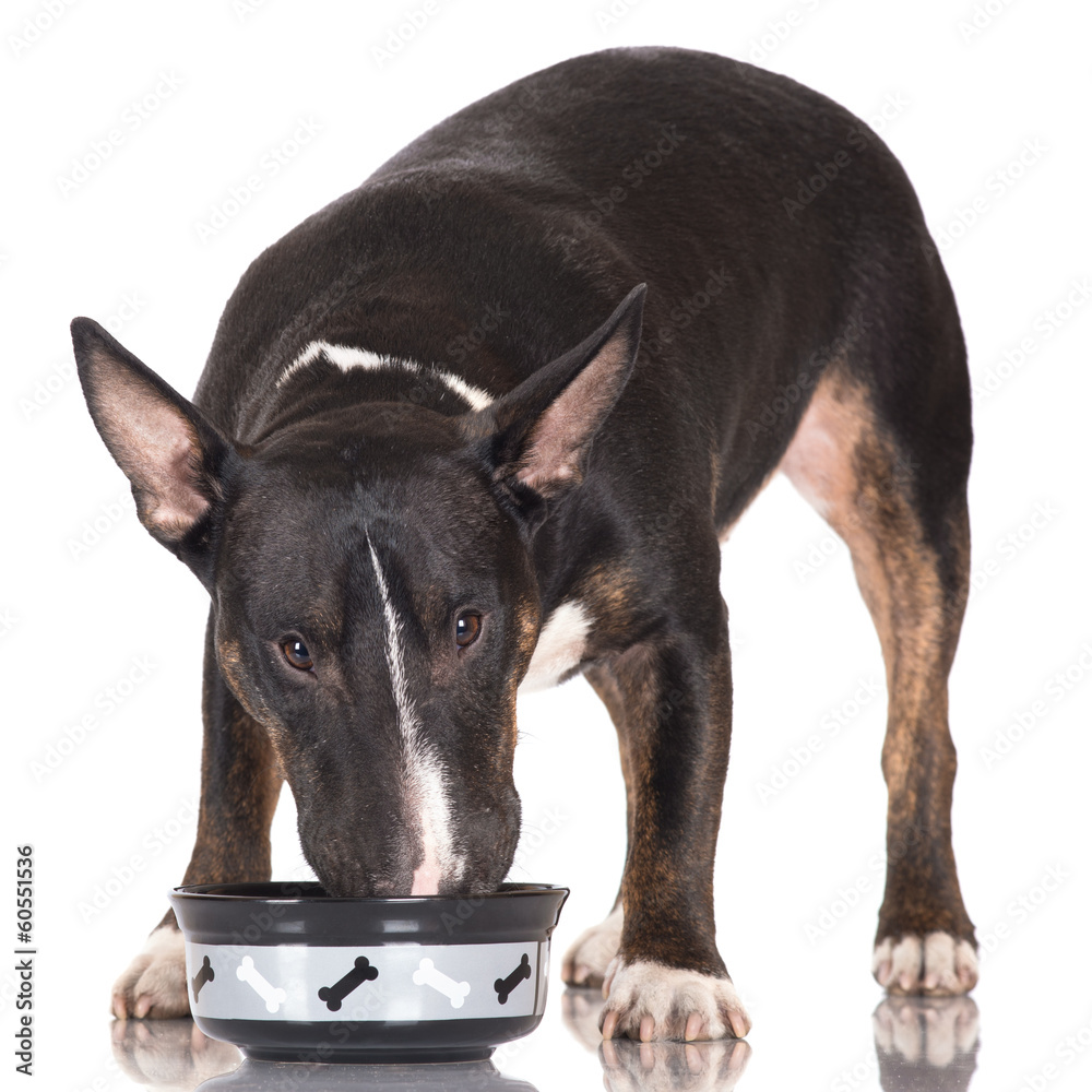 dog eating from a bowl