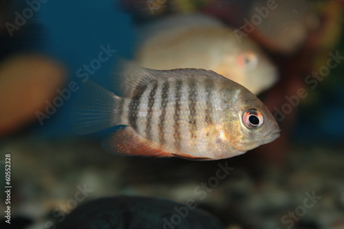 Severum (Cichlasoma severum) aquarium fish photo