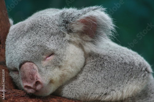 KOALA photo