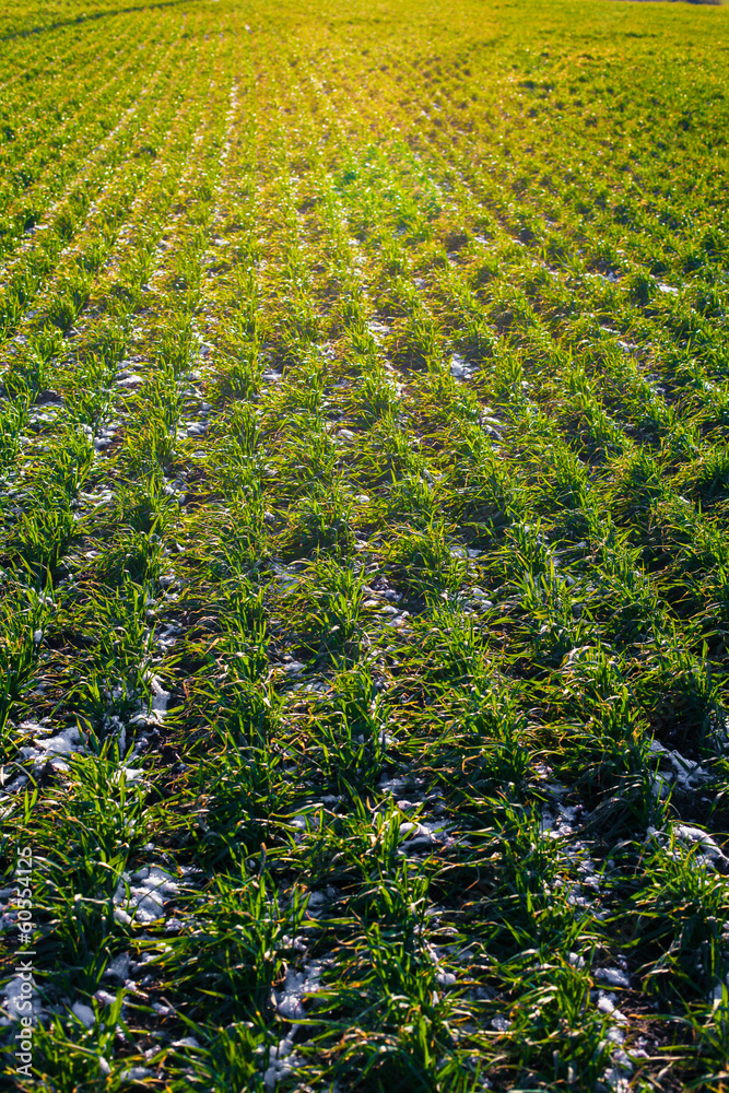 agricultural field of winter wheat under the snow agricultural field of winter wheat under the snow