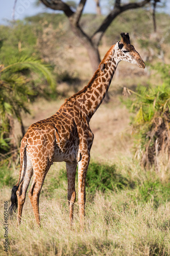 Giraffe in Serengeti