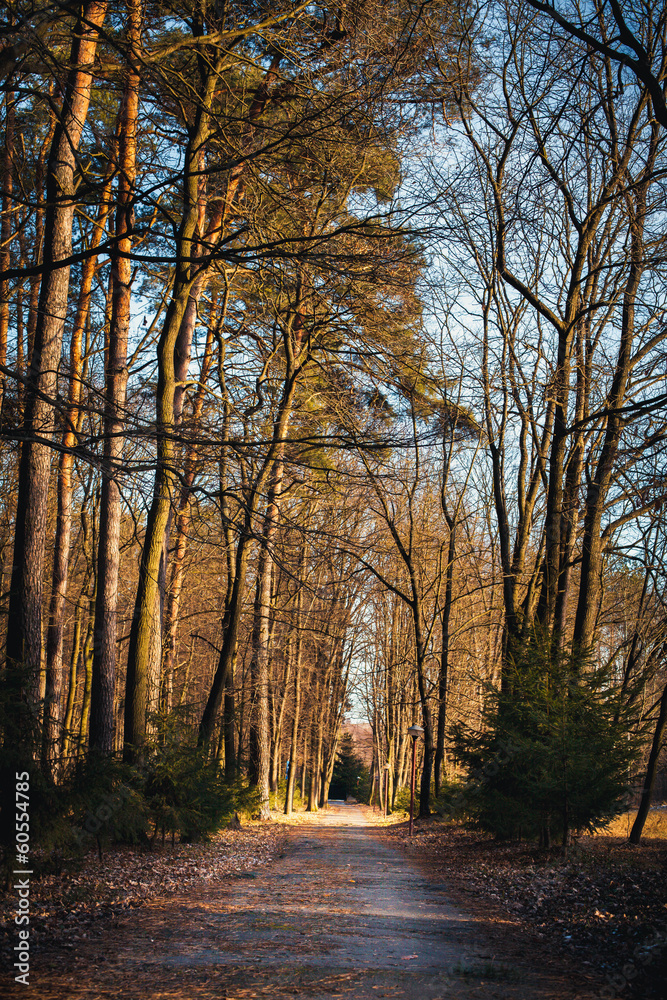 Fototapeta premium Dark green spruce alley overcast autumn day