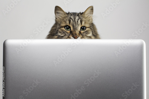 Cat peek out from computer