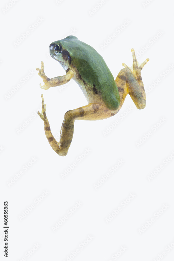 Fototapeta premium tree_frog123