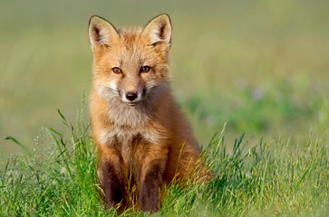 Wandcirkels Vos Nieuwsgierige vossenwelp in natuur  © Jeff McGraw