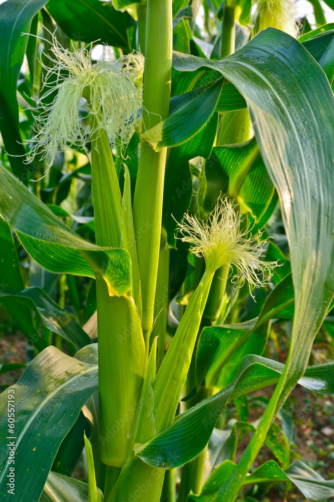 Fototapeta premium ear of corn