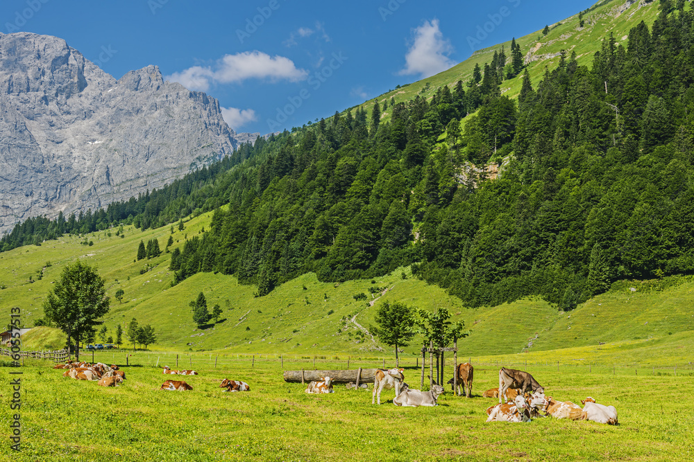 Flock of cows in alps
