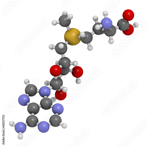 S-adenosyl methionine (SAM) molecule. photo