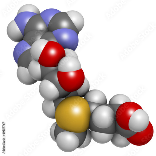 S-adenosyl methionine (SAM) molecule.  photo