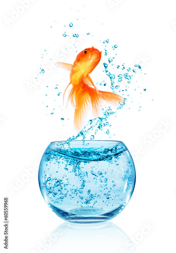 Goldfish jumping.