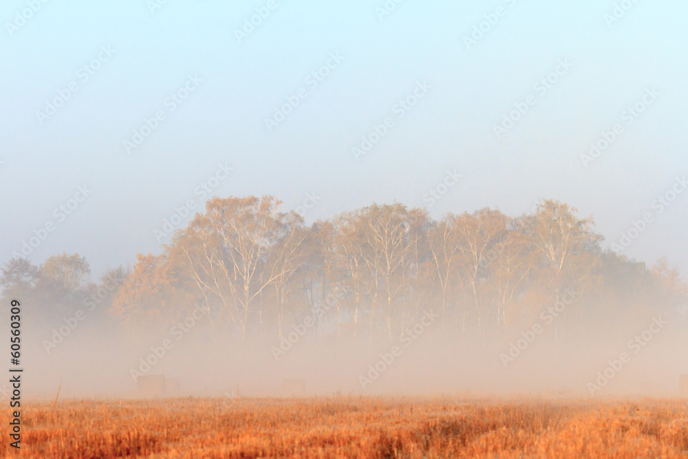 Fototapeta premium agricultural field