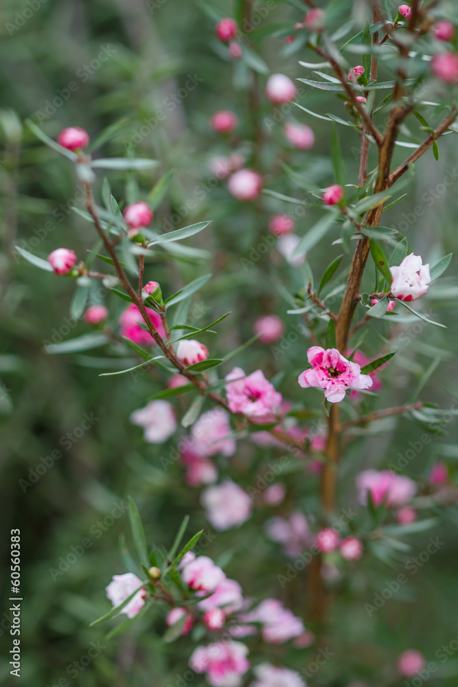 Pink flower bush in the spring Pink flower bush in the spring