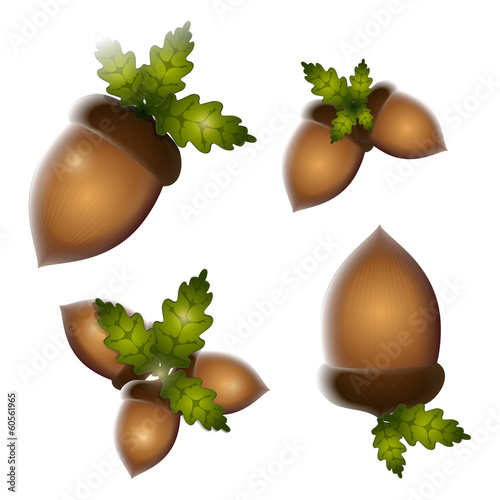acorns