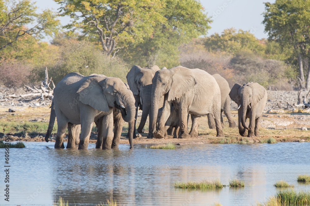 Obraz premium Elephants in Etosha