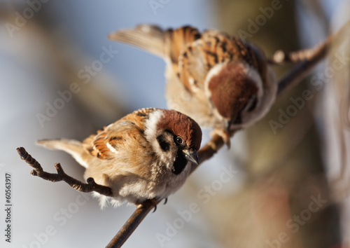 Sparrow in winter day