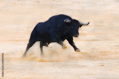 bull ramming in the sand