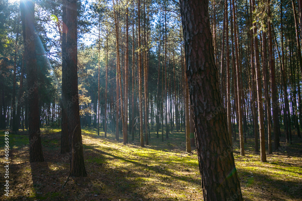 Obraz premium forest