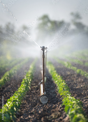 irrigation of vegetables photo