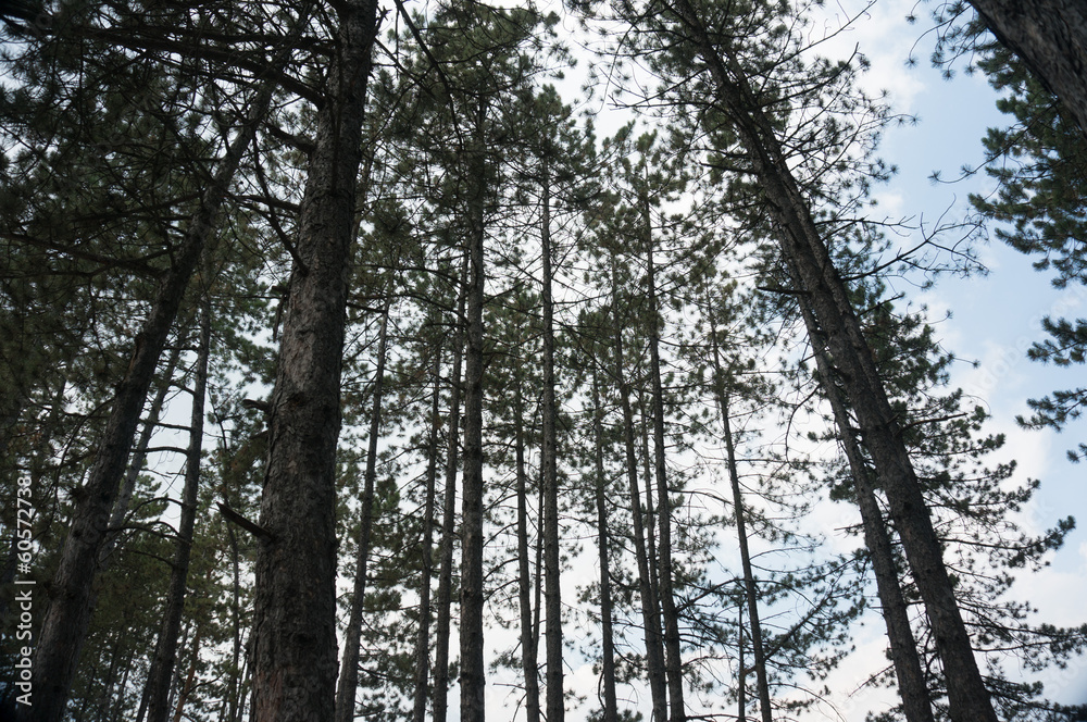 Obraz premium forest