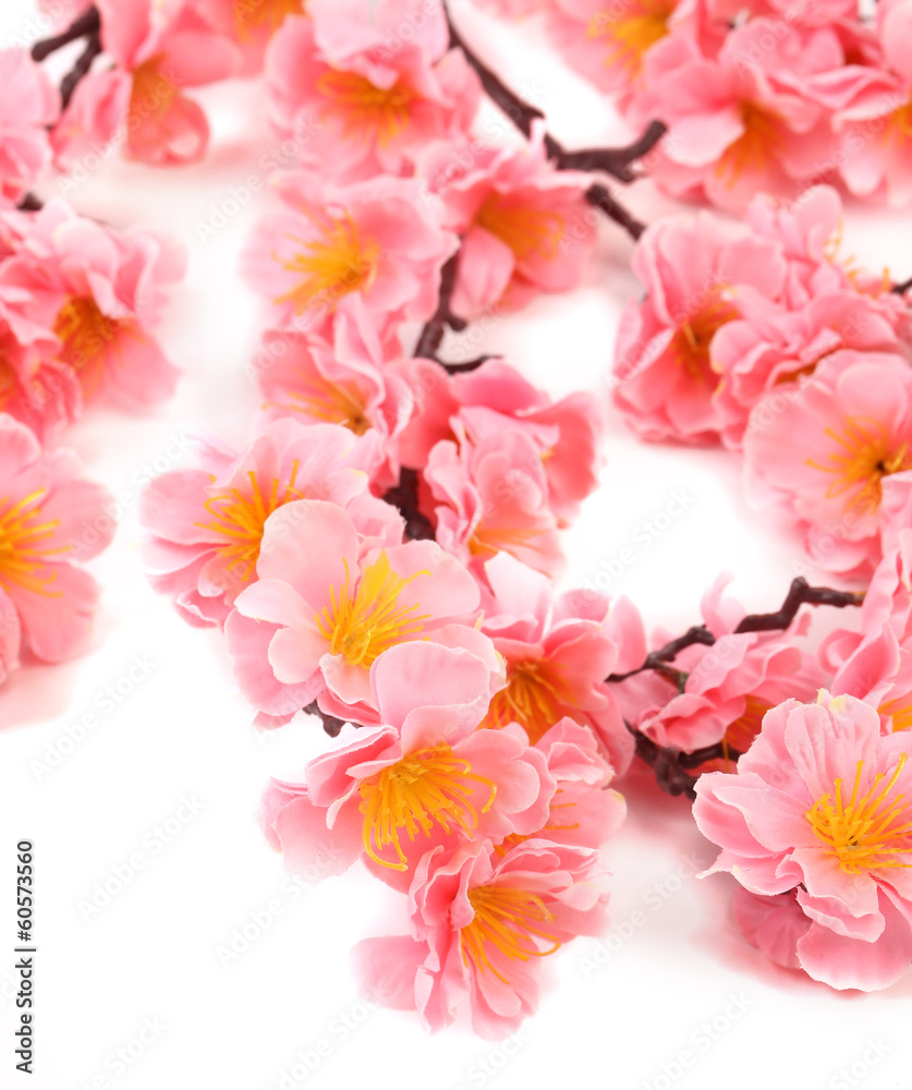 Close up of pink flowers.