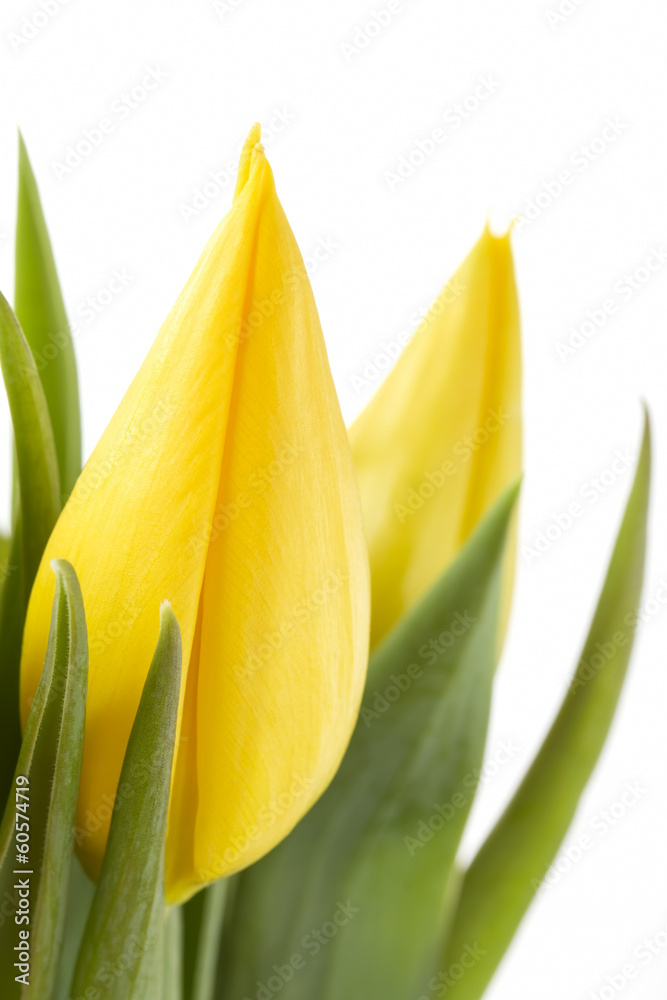 Close up yellow tulips on a white background Close up yellow tulips on a white background