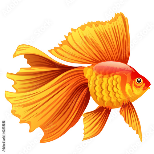 vector illustration of a goldfish