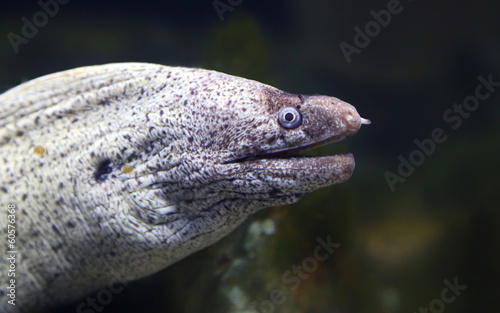 Close-up view of a Mediterranean moray