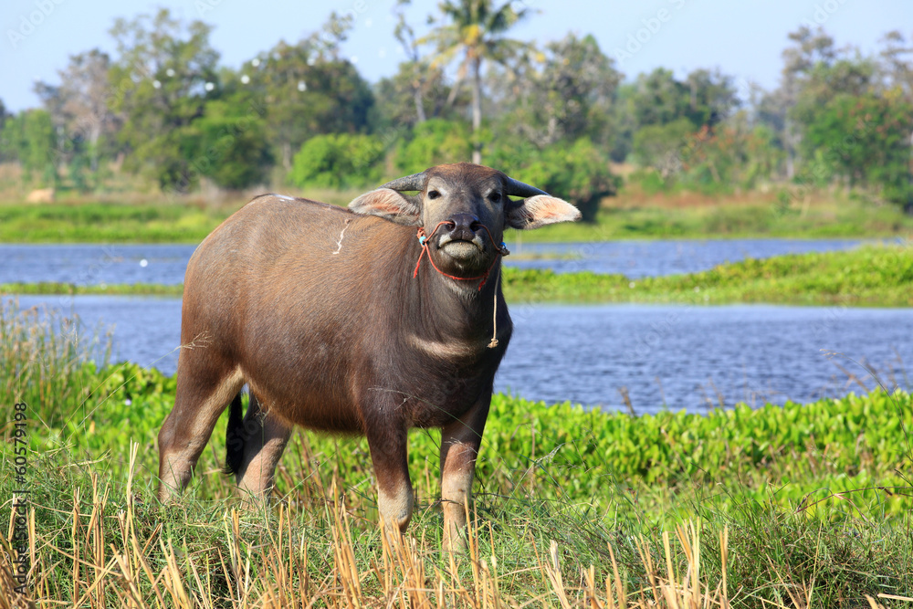 buffalo buffalo