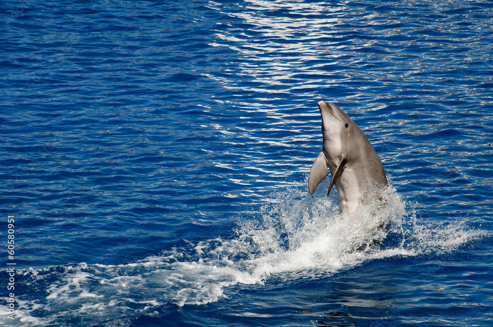 Fototapeta premium Dolphin jumping