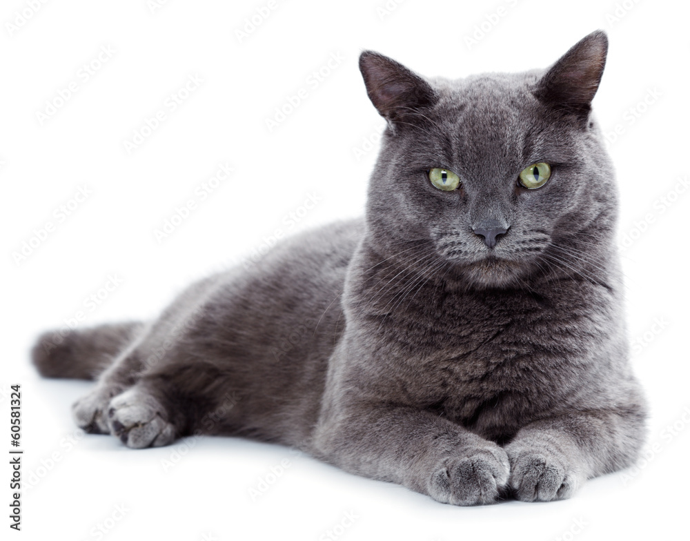 Obraz premium Green eyed Maltese cat also known as the British Blue