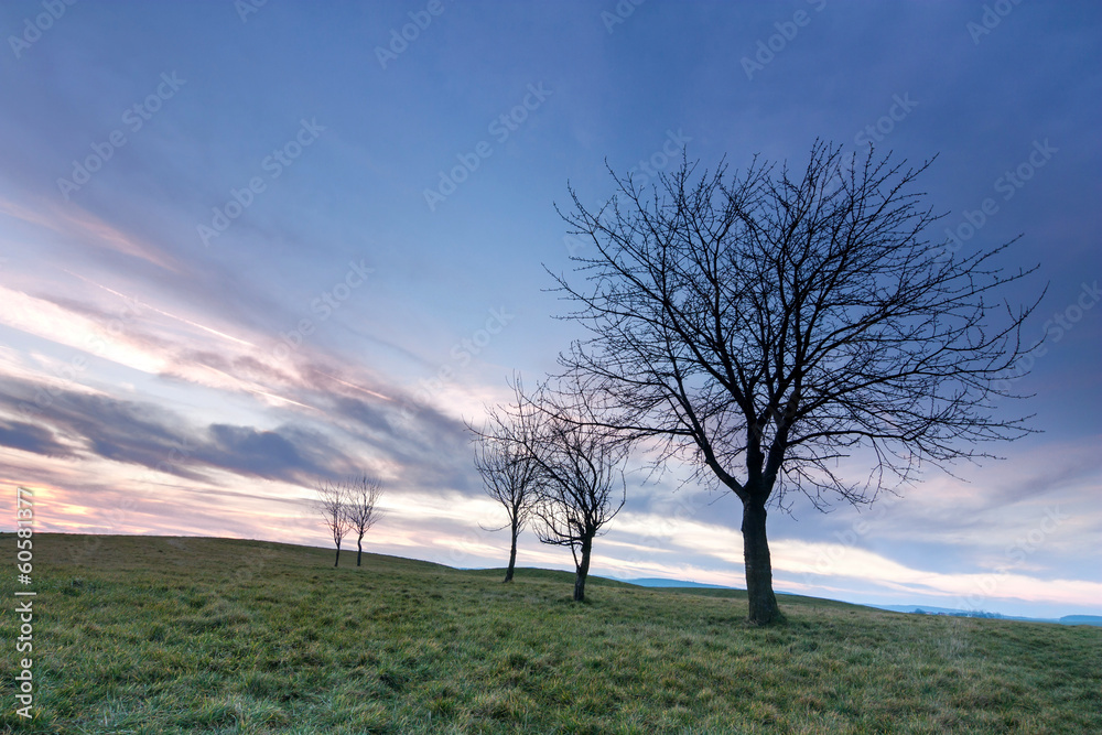 Fototapeta premium trees and sky