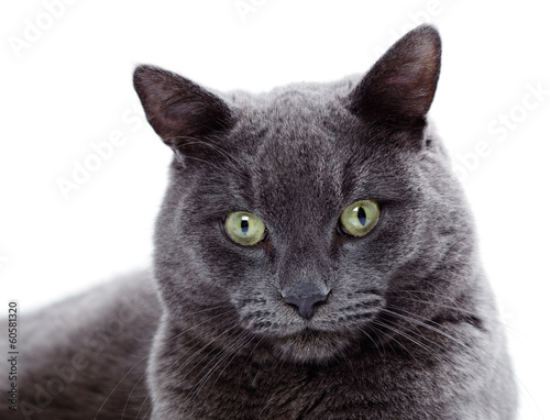 Green eyed Maltese cat also known as the British Blue