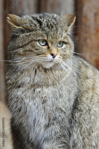 Wildkatze Porträt