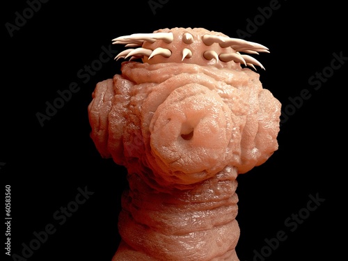 Kopf eines Bandwurms