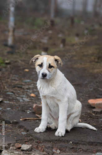 Portrait of adorable stray puppy looking with hope