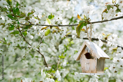 Little Birdhouse in Spring with blossom cherry flower sakura