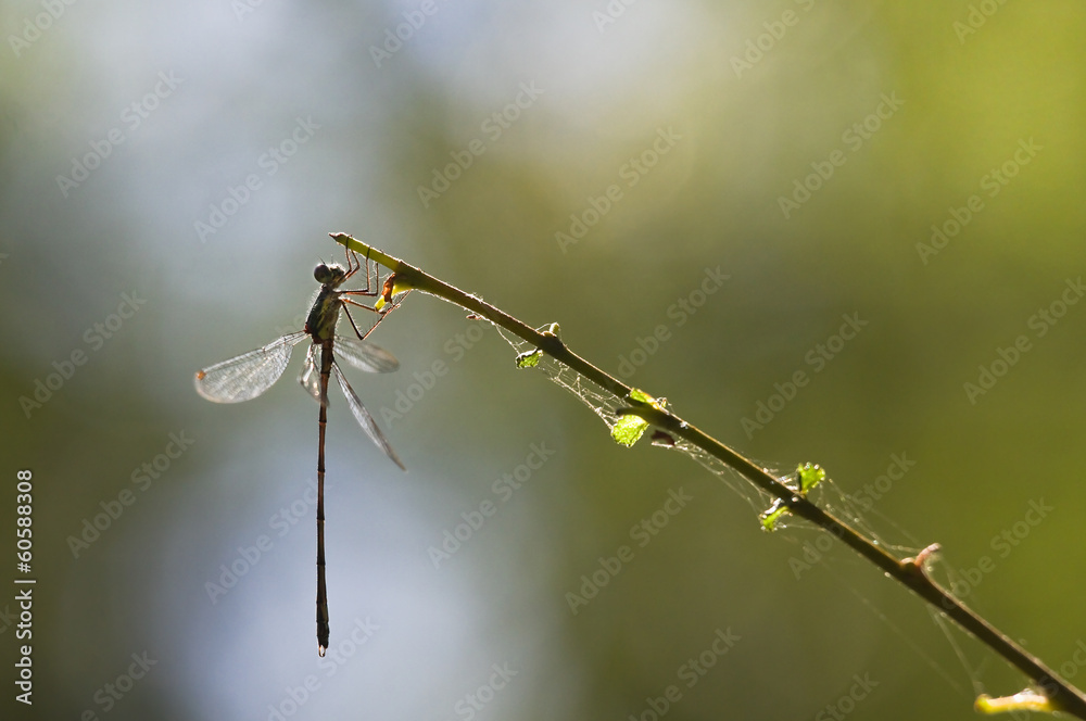 Emerald damselfly at the waterside Emerald damselfly at the waterside