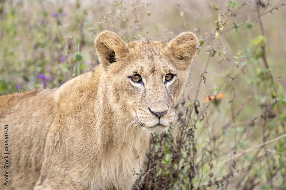 Young male lion in the Nairobi National Park in Kenya Young male lion in the Nairobi National Park in Kenya
