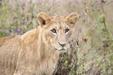 Young male lion in the Nairobi National Park in Kenya