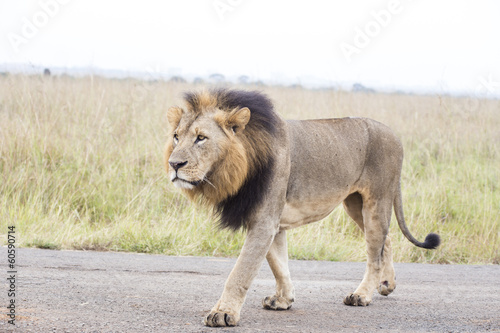 African lion in the Nairobi National Park in Kenya