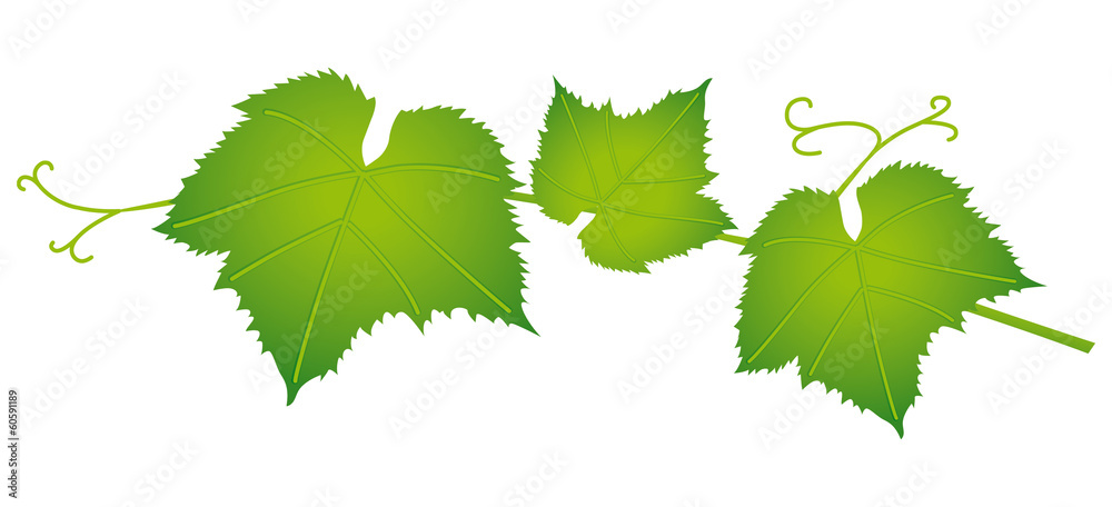 FEUILLE DE VIGNE 2