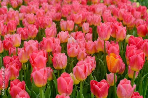 Group of pink tulips