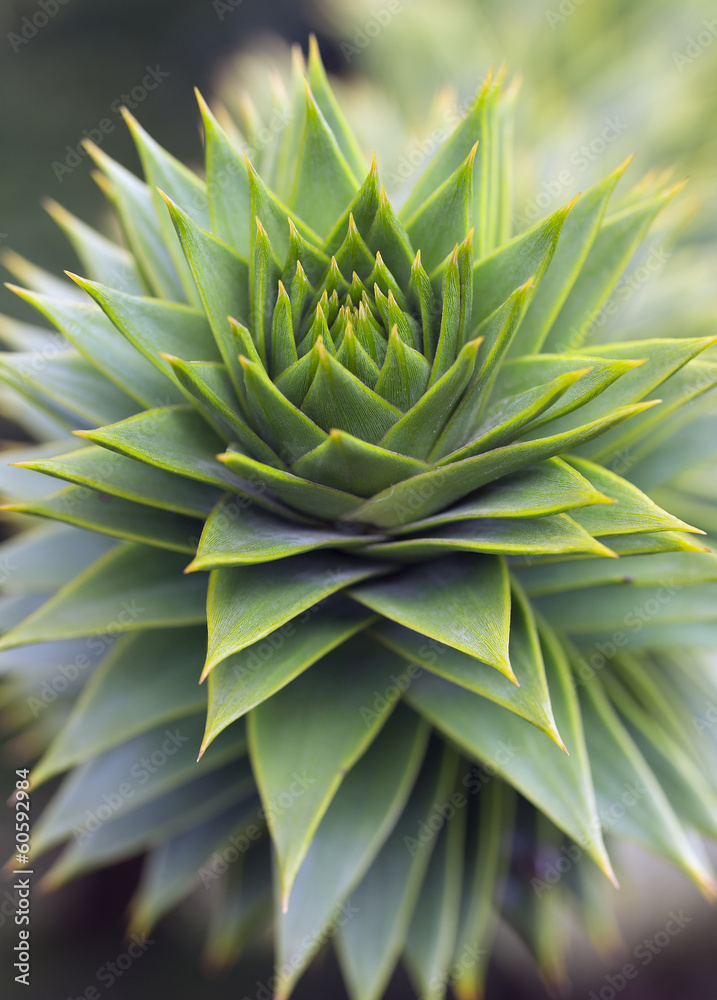 custom made wallpaper toronto digitalGreen foliage closeup of araucaria