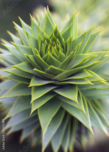 Green foliage closeup of araucaria