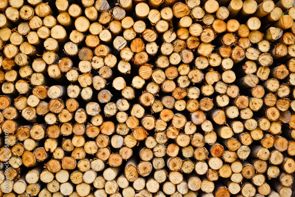 eucalyptus logs background / wood background / wood texture eucalyptus logs background / wood background / wood texture