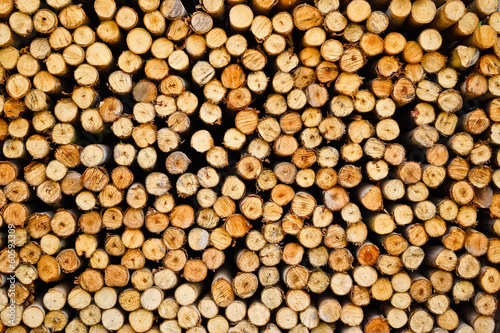 eucalyptus logs background   wood background   wood texture