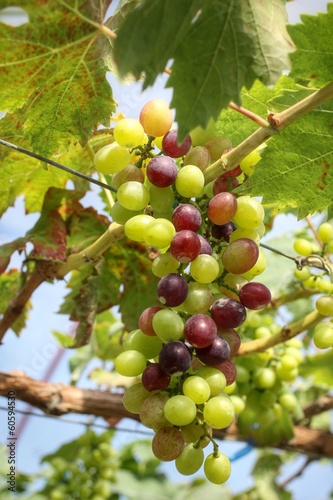 grapes with green leaves .