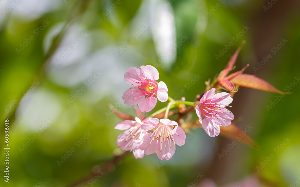 Beautiful cherry blossom, Chiang Mai, Thailand Beautiful cherry blossom, Chiang Mai, Thailand